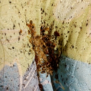 Уничтожение насекомых в Самаре (гостинка)