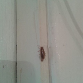 Уничтожение тараканов в квартире – Самара