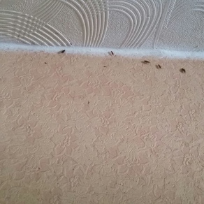 Уничтожение тараканов в квартире цена Самара