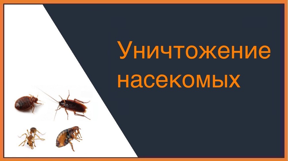 Уничтожение насекомых в Самаре