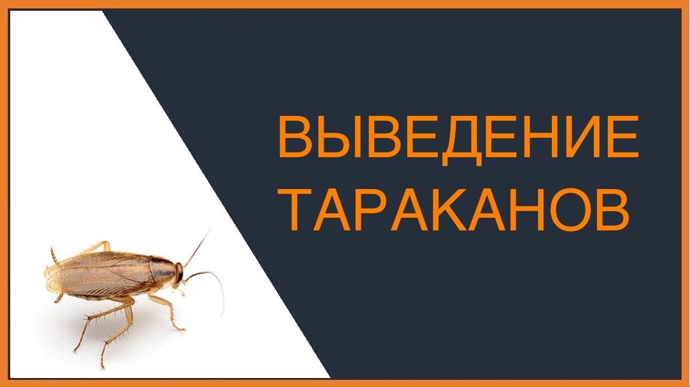 Выведение тараканов в Самаре