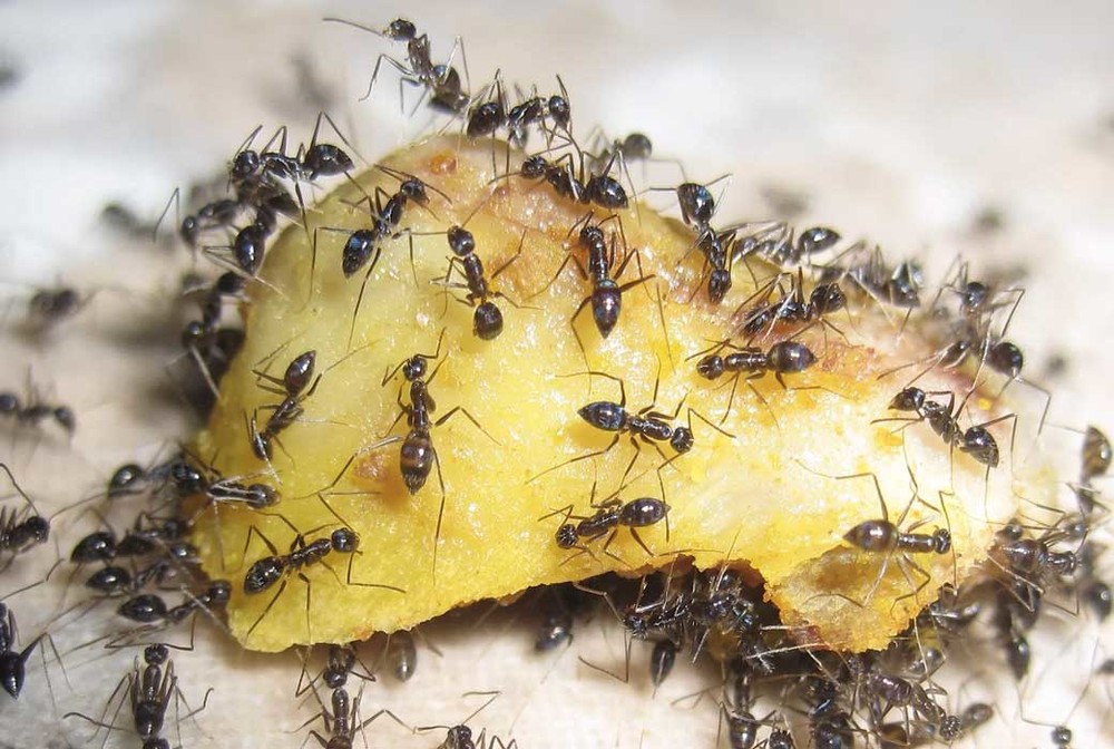 Уничтожение муравьев в квартире в Самаре