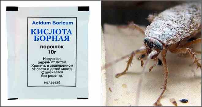 Борная кислота от тараканов – отзывы в Самаре