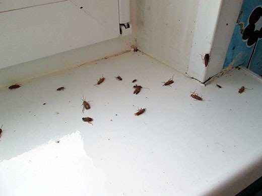 Дезинфекция от тараканов в Самаре – цены