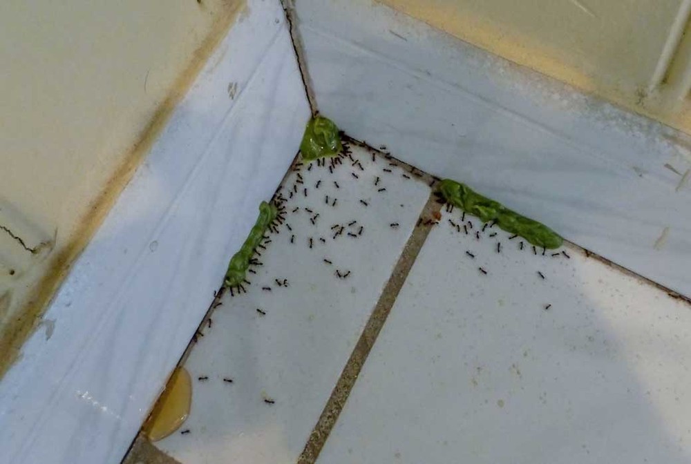 Обработка от муравьев в Самаре